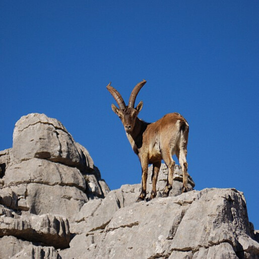 ibex mountain goat